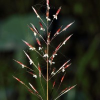 Chrysopogon aciculatus (Retz.) Trin.